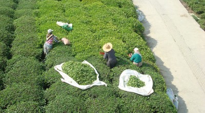 Frauen bei der Tee-Ernte in Trabzon. Neben Tee werden in der Umgebung von Trabzon vor allem Haselnüsse und Tabak angebaut. Foto: Mürvet Sandıkçı, 2013